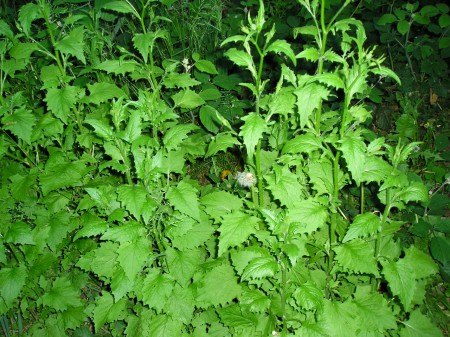 "herbe aux mamelles"